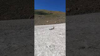 Bombing 💣 a glacier on a crummy old sled Part 3 of 3 glaciermountainsexploreadventuresleds [upl. by Islek192]