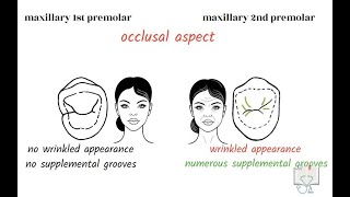 Differences between Maxillary 1st amp 2nd Premolar [upl. by Fredric]