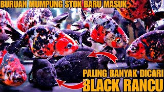 BLACK RANCU  JARANG ADA DIPASAR  UPDATE HARGA IKAN MAS KOKI DI JATINEGARA TERBARU [upl. by Norrie]