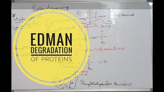 Edman Degradation of Proteins [upl. by Kent]