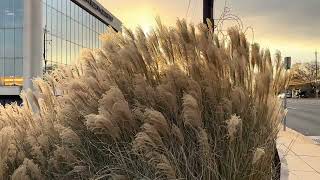 Silvergrass in the breeze [upl. by Japheth667]