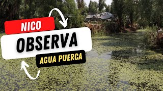 Agua CONTAMINADA de Xochimilco Bajo el Microscopio 🦠🔬😨 Nico Sastré OBSERVA [upl. by Aurelie]