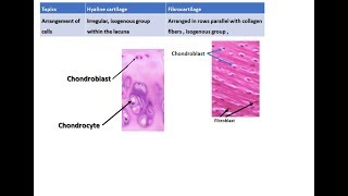 Difference between hyaline cartilage and fibrocartilage [upl. by Gambrell]