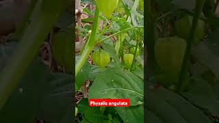 Physalis angulata fruits farming food plants trending everyone viraleveryone shortsyoutube [upl. by Weylin279]