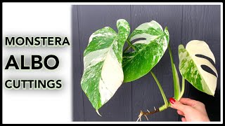 How to Grow Variegated Monstera from Cutting [upl. by Isiah]