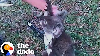 Woman Frees Koala Caught In A Net  The Dodo [upl. by Werra]