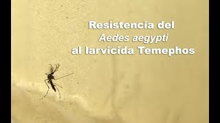 Resistencia del Aedes Aegypti al larvicida Temephos [upl. by Duwe]