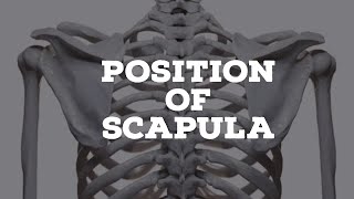 Position of the scapula [upl. by Nirual168]