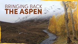 Bringing Back the Lost Aspen Forests of Scotland [upl. by Prince]