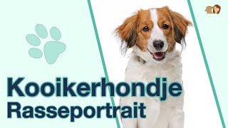 Kooikerhondje im Rasseportrait  Anfänger Hunderasse aus den Niederlanden [upl. by Eniledam450]