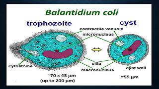 Balantidium coli [upl. by Lleneg]