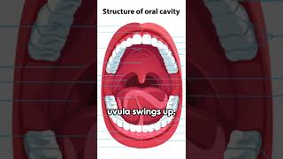 Unveiling the Uvula The Unsung Hero [upl. by Evannia]