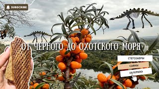 От Черного до Охотского моря  Часть 11 Стегозавры Саяны Облепиха [upl. by Mollee425]