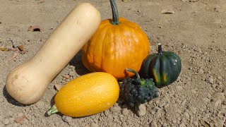 Variedades de calabaza o Zapallo Cucurbita [upl. by Gabriello]