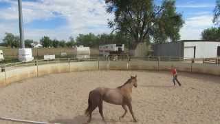 Clinton Anderson Round Penning [upl. by Magas33]