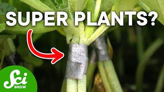 How Plant Grafting Actually Works and Why Its So Cool [upl. by Nniuqal]