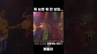 드라마에 나온 페둘라 KBS 드라마 파랑새는있다 샹그릴라 페둘라 pedulla [upl. by Hayyifas]