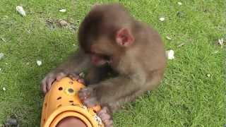 波勝崎苑の猿（サンダルかじりザル）Japanese Macaque Monkeys [upl. by Frasch]