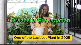 How to Propagate Dracaena Marginata Cuttings  One of the lucky plants in 2025 [upl. by Kubiak]