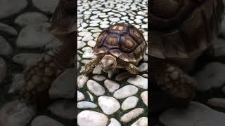 African Sulcata Tortoise Hatchling [upl. by Nodnek365]