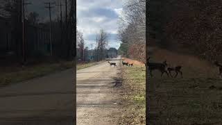 Lunch break view outdoorlife deer outdoorlife beingoutdoors gooutdoors whitetail [upl. by Suiramad211]