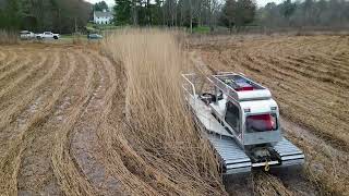 Phragmites removal project in Pembroke MA [upl. by Ardnuhsal242]