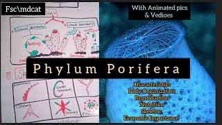 Animation lecture Of Phylum Porifera in Eng \hindi  Class 11 Mdcat animation [upl. by Tsiuqram]