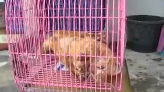 Rabies in cat อาการแมวป่วยเป็นโรคพิษสุนัขบ้า [upl. by Dreddy316]