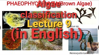 Algae Lecture 9   classification of Algae [upl. by Nnovahs727]