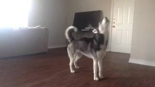 My Husky Sequoia Howling while Home Alone [upl. by Alessig]