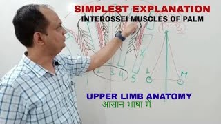 INTEROSSEI MUSCLES OF HAND [upl. by Neerod]