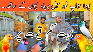 New update Java Breedar Pair  Golden Finch  Bohat Kam Rate lahorientertainmentchannel [upl. by Anatnom]