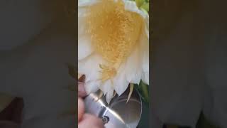 Como polinizar a flor da pitaya [upl. by Draneb]