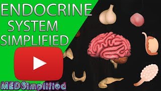 Human Endocrine System Made simple Endocrinology Overview [upl. by Scurlock243]