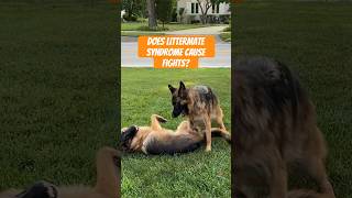 What is Littermate Syndrome Does it Cause FIGHTS dogtraining dogtrainer [upl. by Akiret]