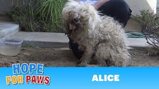 Burned with acid this poodle makes an incredible transformation that will inspire you dog [upl. by Basilius286]