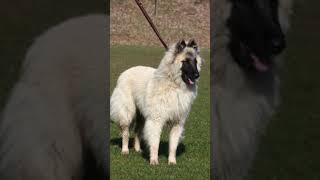 Belgian Tervuren Not A LongHaired Malinois shorts dog malinois tervuren doglover animals [upl. by Loralee]