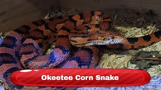 Okeetee Corn Snake Pantherophis guttatus [upl. by Kilbride395]