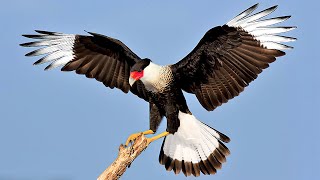 10 Most Beautiful Caracaras in the World [upl. by Johannes928]