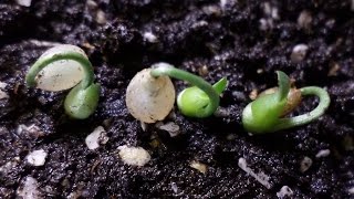 How to grow haemanthus albiflos from seeds [upl. by Eniak]