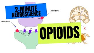 2Minute Neuroscience Opioids [upl. by Rehpotsrihc]