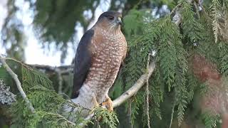 Sharpshinned Hawk [upl. by Yornek724]