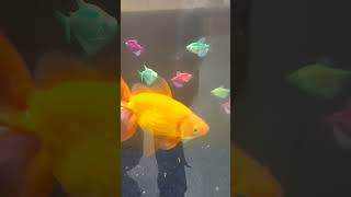 Multi colour fish aquarium l big golden fish aquarium [upl. by Papst]