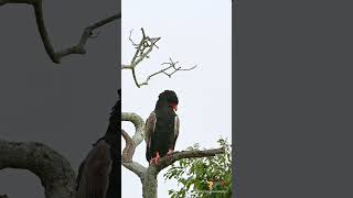 Bateleur eagle MaraTrails BateleurEagle PhotographyTips [upl. by Reibaj]