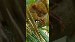 5 EXTINCT Creatures REDiscovered on Camera After Many Years discovery rarecreatures [upl. by Steward]