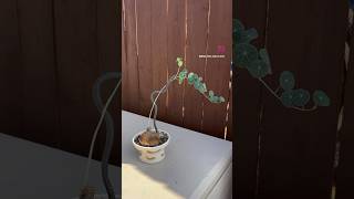 I made trellis trellis plants houseplants art  handmade pottery oxalis stephaniaerecta [upl. by Enerehs]