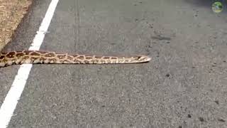 🔥Python Crossing Road SimbaaVlogs [upl. by Kurzawa314]