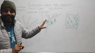 Ectocarpus Habit Thallus Structure Cell Structure [upl. by Rollin]