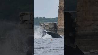 A whale came into the Piscataqua River today to eat all the pogies shorts nature fishing [upl. by Kama470]