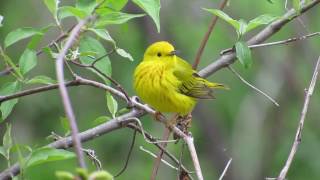 Warblerfest The Biggest Week in American Birding [upl. by Holton]